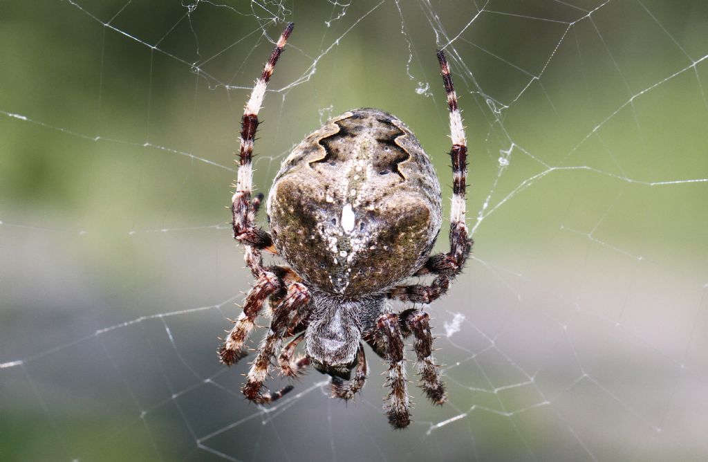 Araneus angulatus (o Araneus circe?) - Spina (FE)
